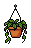 Hanging Plant