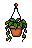 Hanging Plant