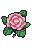 Camellia