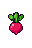 Radish