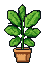 Ficus