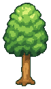 Tall Tree (2)